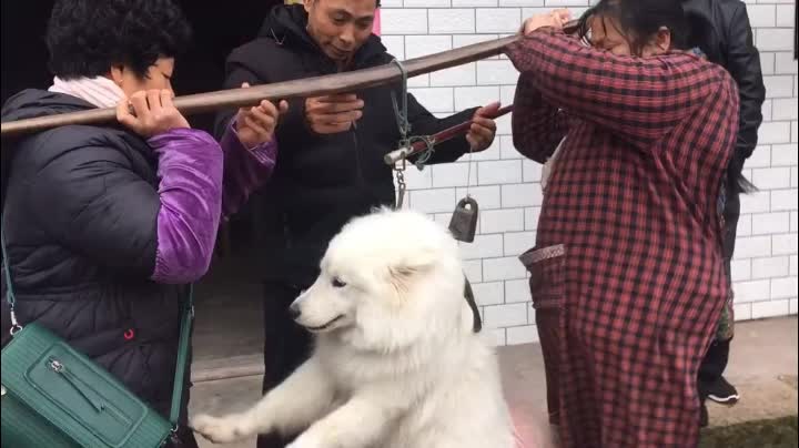 救命啊杀狗了