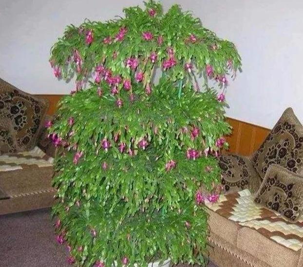 嫁接后的蟹爪兰该怎样正确浇水要依据什么