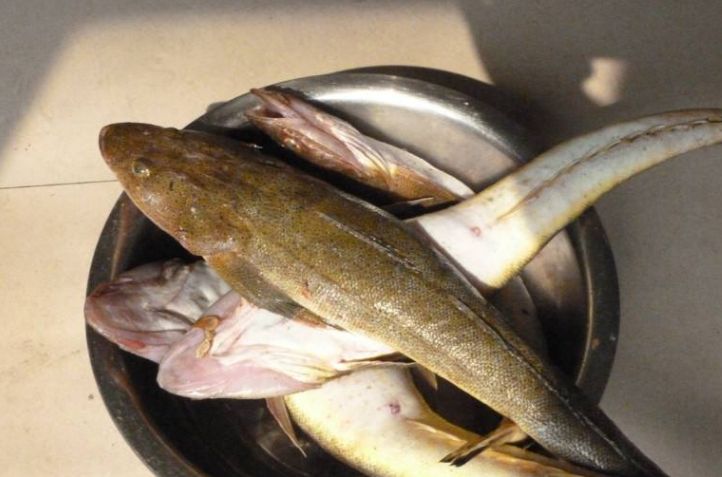 美女空降：职场丛林里的鲶鱼效应与生存法则