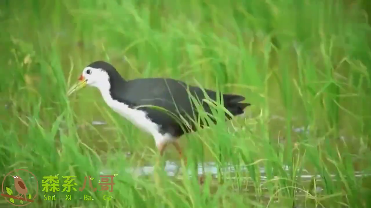 水田里呱呱叫的白面水鸡,小时候很常见,现在很少见了