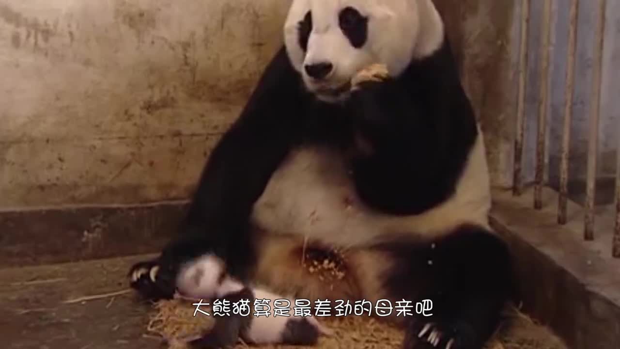 大熊猫第一次见到宝宝，初为熊母茫然无措，熊母：这确定是我的娃