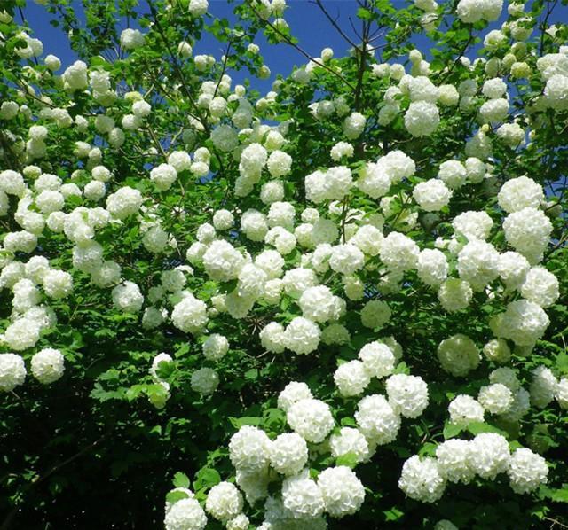 长成大树的绣球花,好看又好养,零下30度冻不死,种庭院