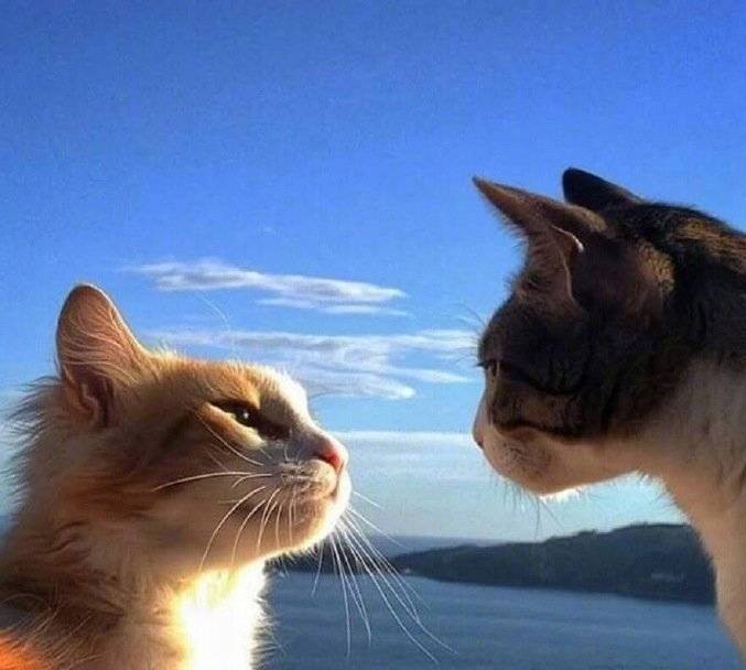 西安金泰福豪华奔驰商务车V6:只愿你历经山河,觉得人间值得