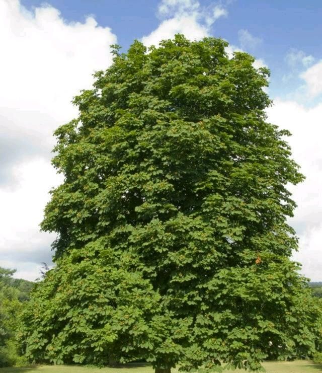 近日消息称：昆明大树营晚上好玩吗？实测夜游攻略与避坑指南🔥