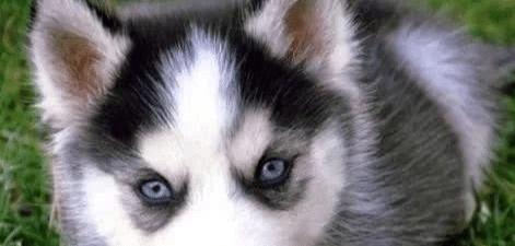 世界上最不忠诚的狗狗排名,并不是所有狗狗都