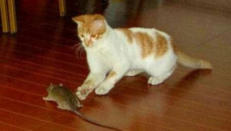 猫抓老鼠搞笑图片
