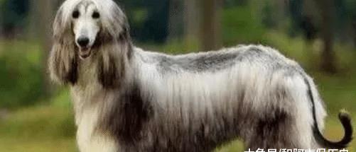 世界上最不忠诚的狗狗排名,并不是所有狗狗都