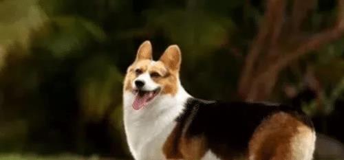 世界上最不忠诚的狗狗排名,并不是所有狗狗都