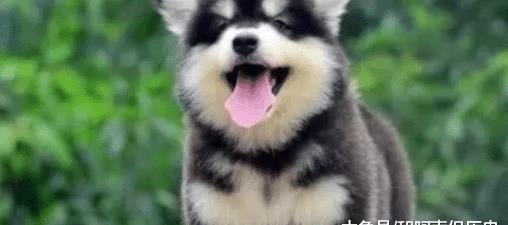 世界上最不忠诚的狗狗排名,并不是所有狗狗都