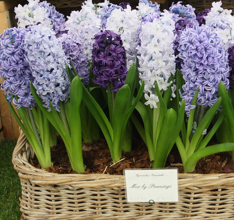 开春之前，建议家有空地的种6种花卉，花开清新满屋子都飘香