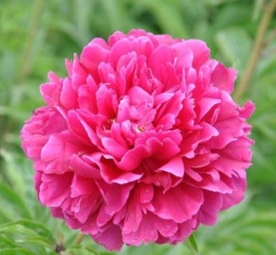 建议大家:不管阳台多大,开春养6种花卉,美观满屋飘香