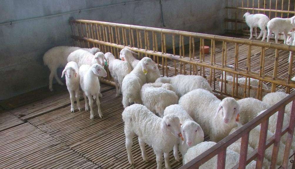 养羊是一个不错的养殖项目注意以下4点新手养羊也能成功