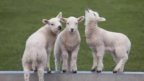 大金羊要倒大霉了,2月必有让你痛哭流涕的大事,赶紧躲