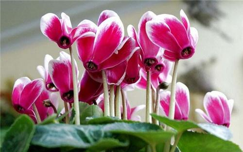 养护仙客来，使用哪些肥料最好，养护有什么技巧