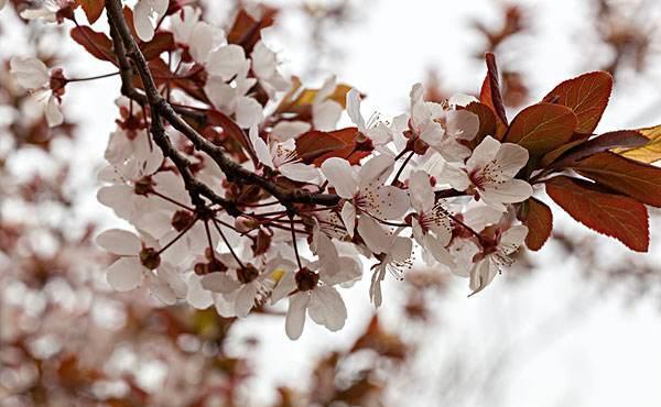 紫叶李 蔷薇科落叶乔木 叶常年紫红色 是著名的观叶绿植 紫叶李 蔷薇科 观叶 新浪新闻