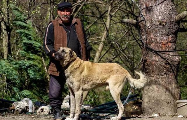 世界上最巨大的犬种 没有之一 可与中国大熊猫相