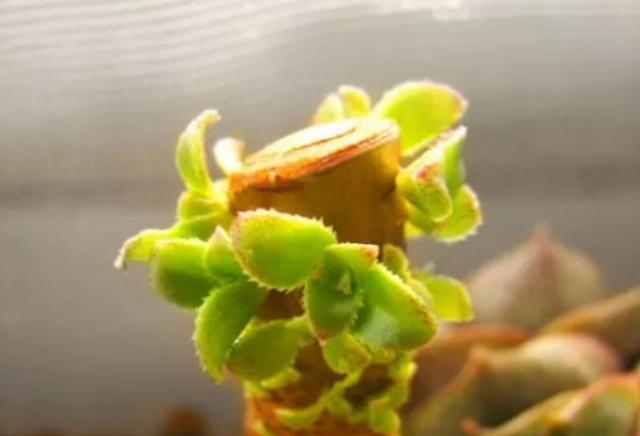 多肉植物徒长了,砍头撸叶子能阻止么正确答案是"不能"