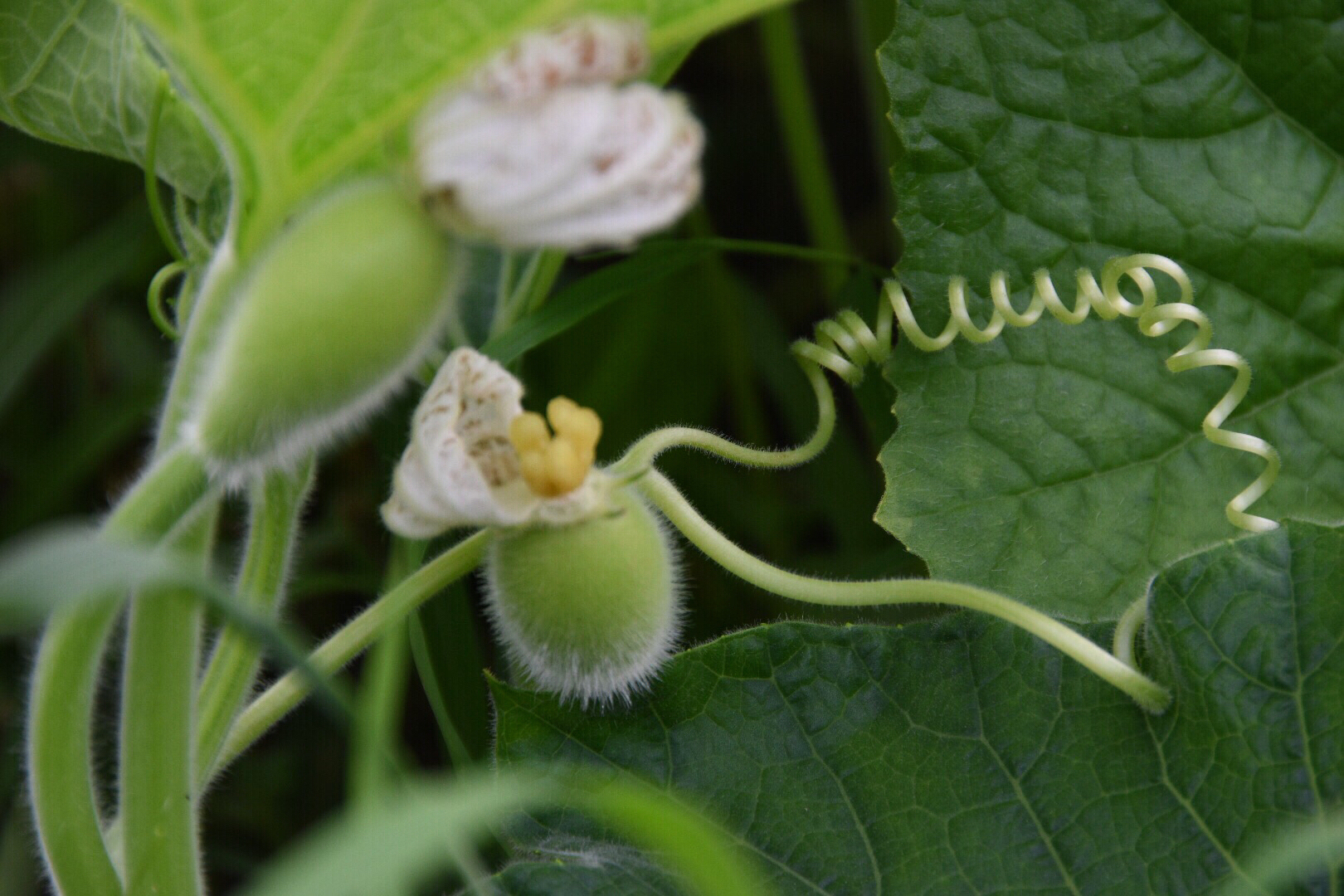 盛夏葫芦科的蔬果瓜儿萌花儿俏