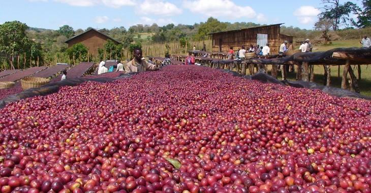 精品咖啡非洲产区之埃塞俄比亚