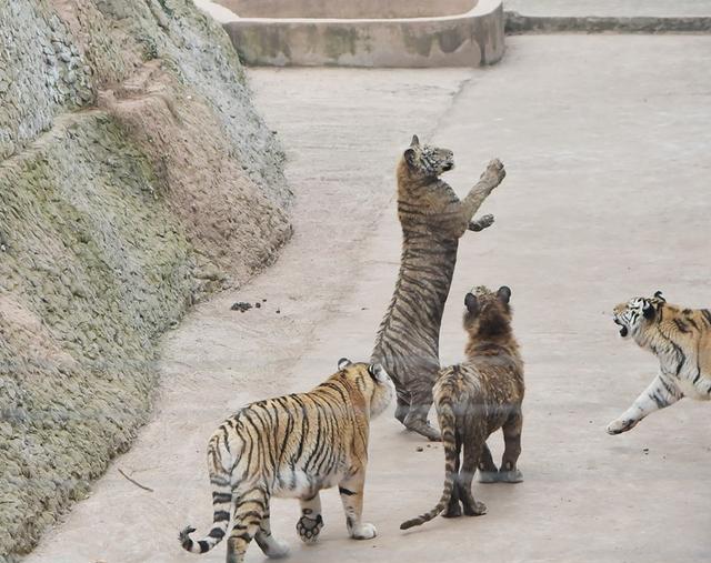 南充蓬安花好月圆动物园,是赏狼虫虎豹,旅游观光的好去处
