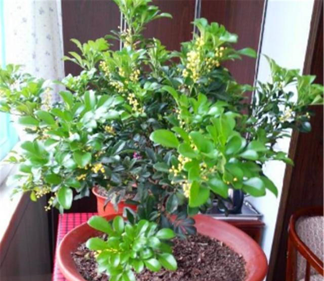 这“3种盆景”，个个叶片比花美，还能消毒、去异味，适合摆卧室