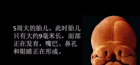 详解怀胎十月宝宝的生长历程