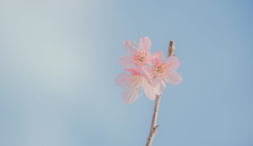 鲜花文化:芳花吐蕊的鲜花美图照片，非常漂亮