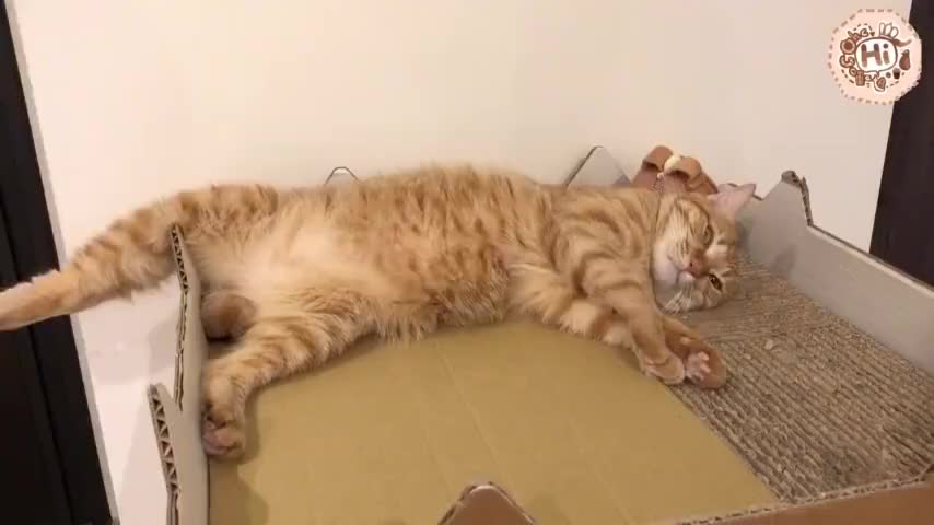 巧克力『橘子冰的日常』－ 最废的猫猫怎么能睡成这样XD