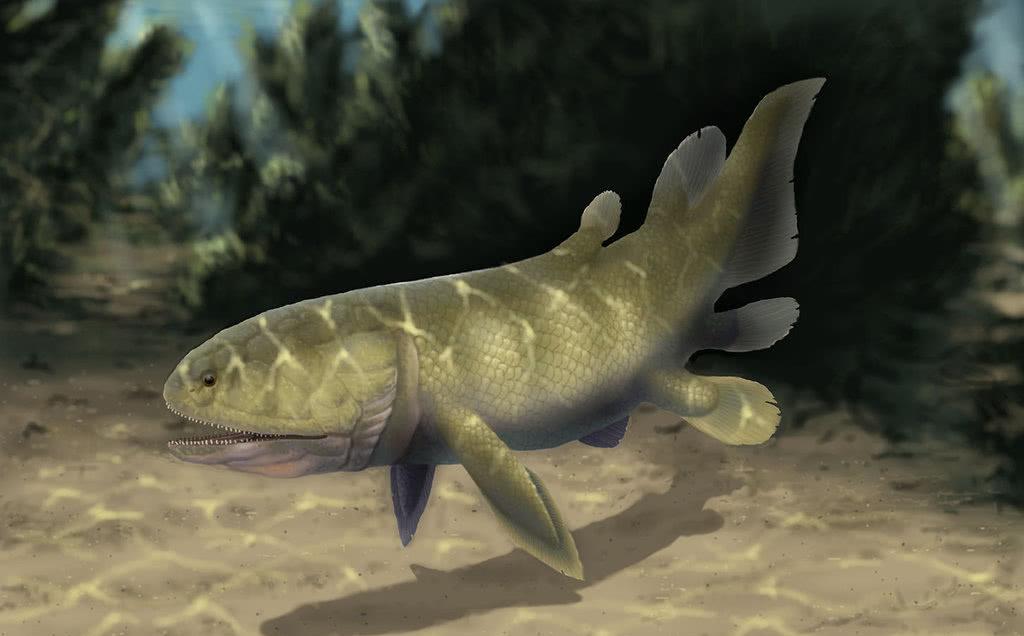 远古时期巨兽含肺鱼,体长8米,以鲨鱼为食