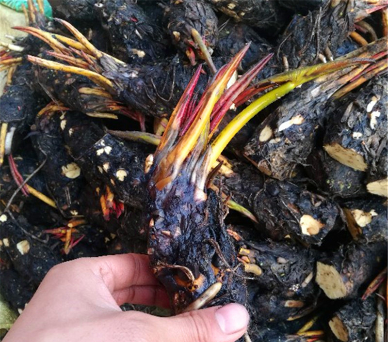 建议家有阳台别塞的乱七八糟，放上几样盆景，高级美观有格调