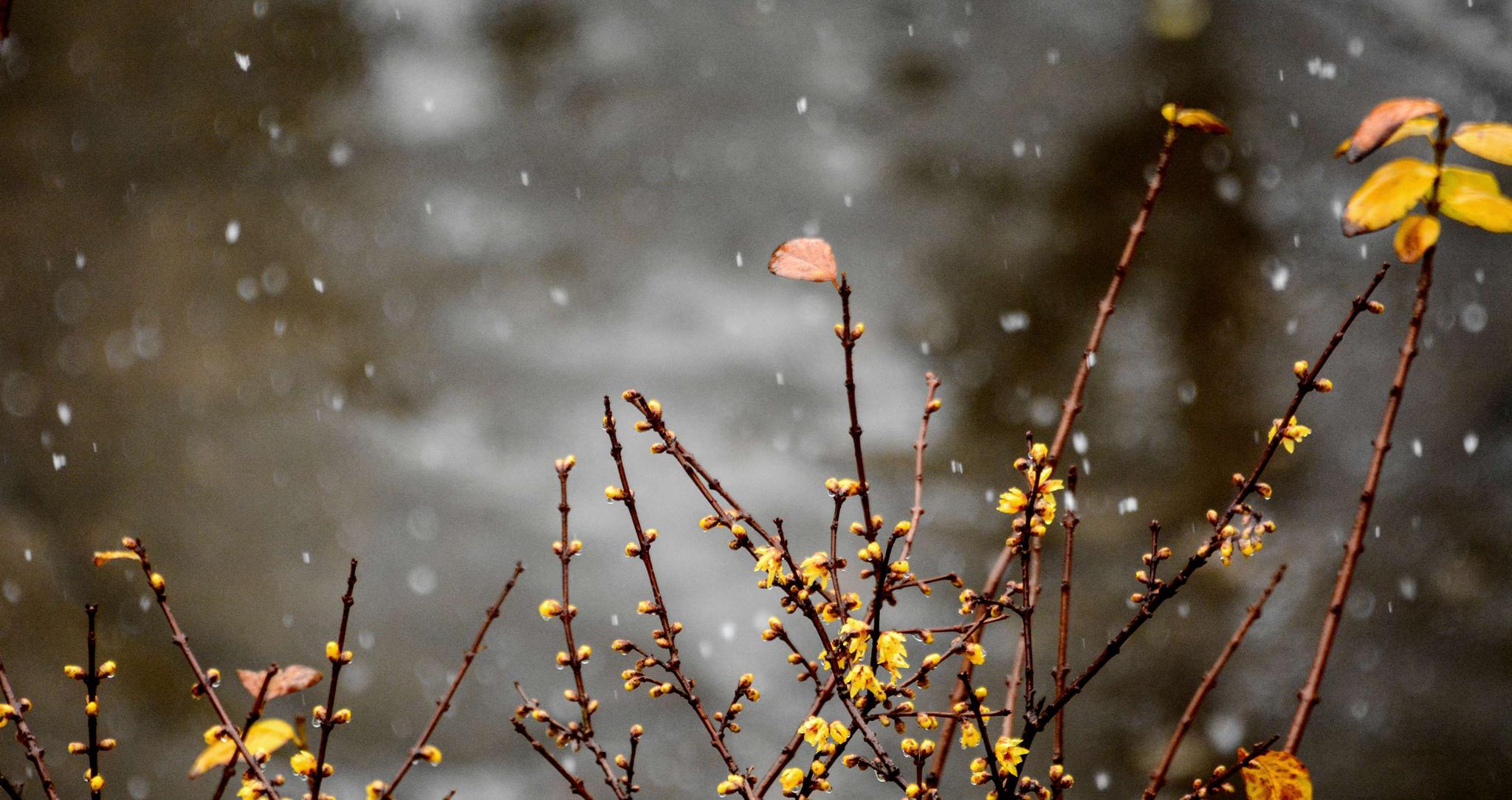 午后的雨夹雪