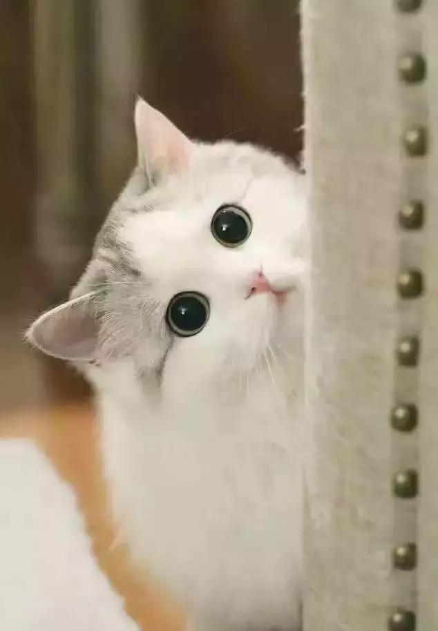 学猫叫」日文版|我们一起学猫叫日本的猫怎么