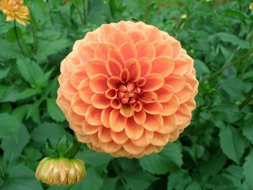 如何养护大丽花学好以下三点，开出灿烂的花朵