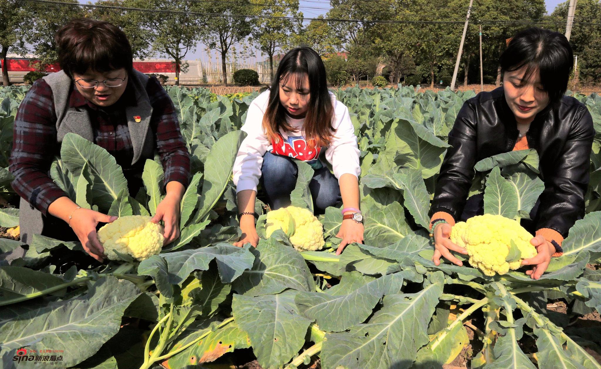 为啥越来越多的人租地种菜？租地种菜有什么好处？