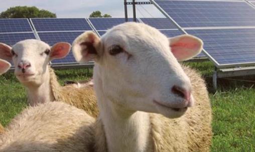 西方彻底服了！中国发电站放几千只羊，却轻松解决一世界级难题