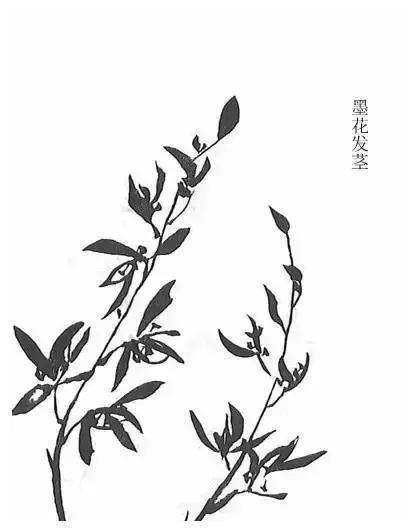 为您解读《芥子园画传》之兰谱！