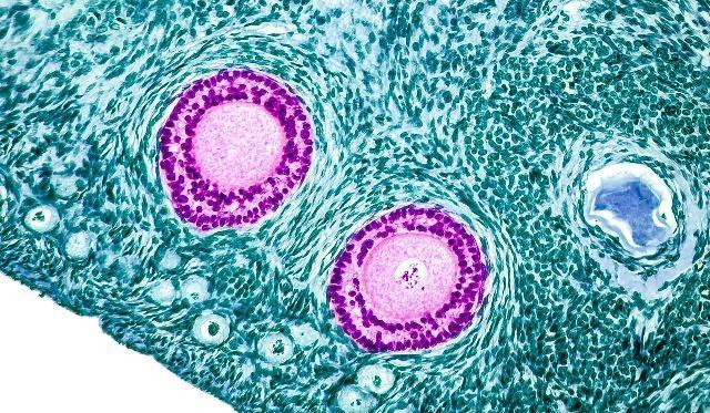 备孕过程中，精子需要闯过哪些难关，才能与卵子结合成受精卵？