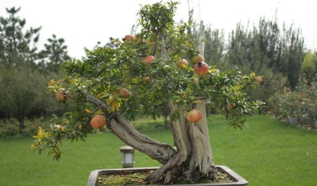 60秒知道石榴“盆景”的养护方法