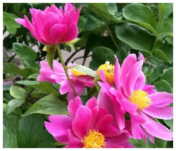 12月21号，花开娇滴，深深相依，转身拥抱旧爱，浪漫共度余生