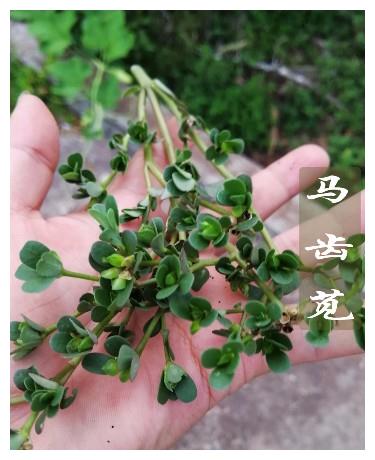 让一代人难以忘记的野菜, 现在有些成了餐桌新贵, 有些被遗忘