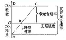 什么是生物“总光合”“净光合”？