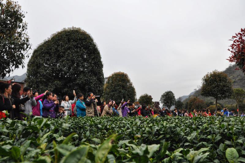 2019中国·平利“茶之旅”文化旅游节盛大开幕