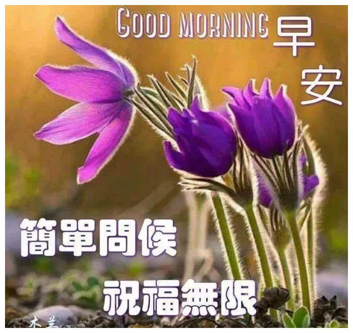 清晨最漂亮的早上好问候语录图片,唯美的早上好祝福图片