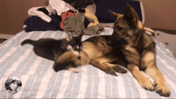 小二哈错把德牧当妈,咬着它尾巴想喝奶,汪:谁家的孩子