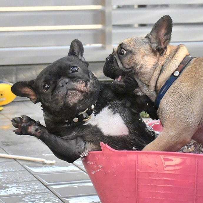 为什么很多狗不跟法斗玩