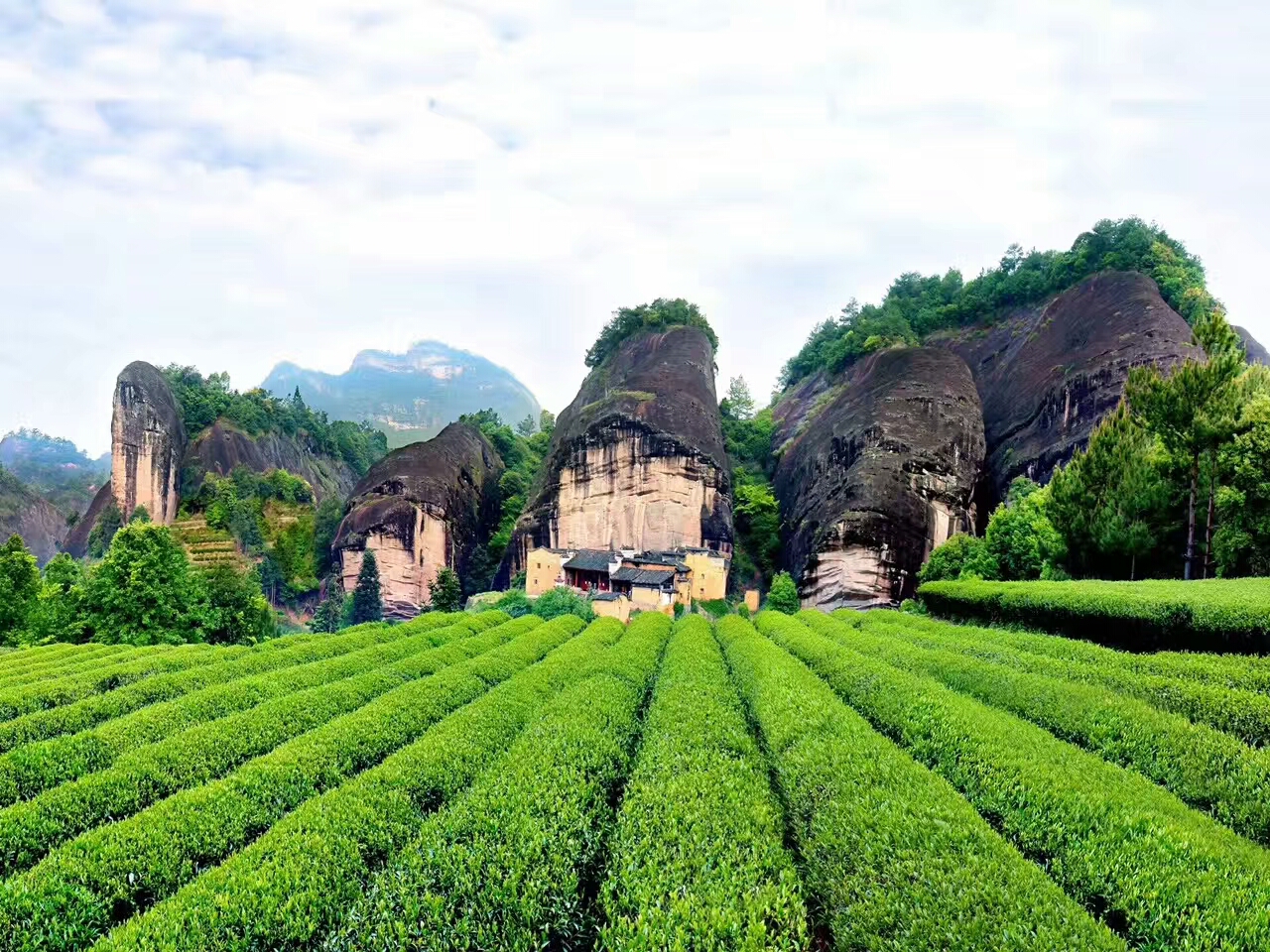 开屏新闻-【大象推荐官游中国】景迈山千年万亩古茶林：茶在森林中、村在茶林中