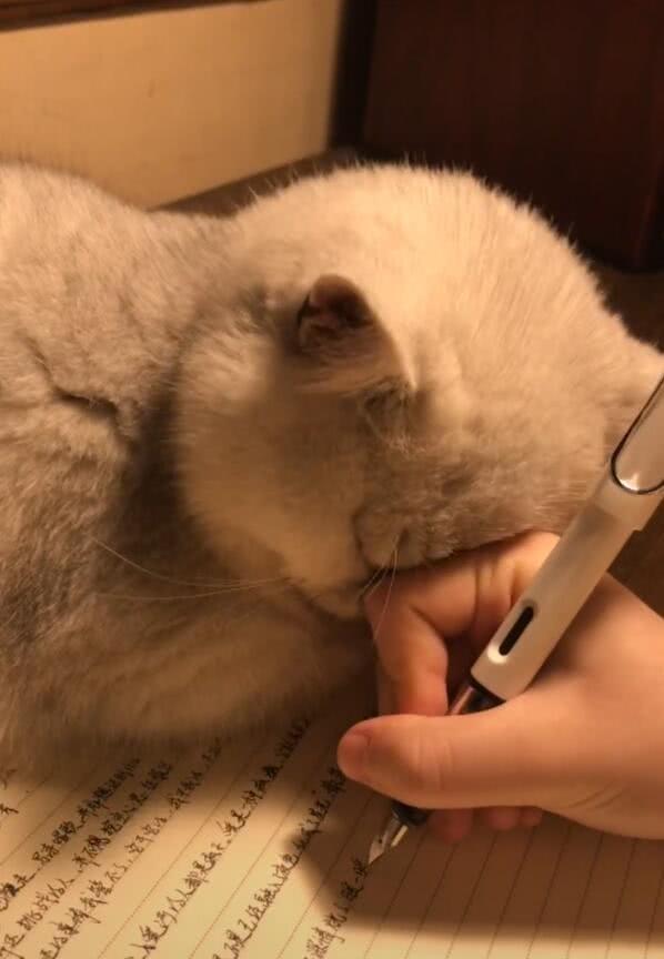 小猫陪主人写作业,熬夜困得不行,低头撒娇萌翻了!