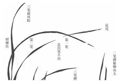 为您解读《芥子园画传》之兰谱！