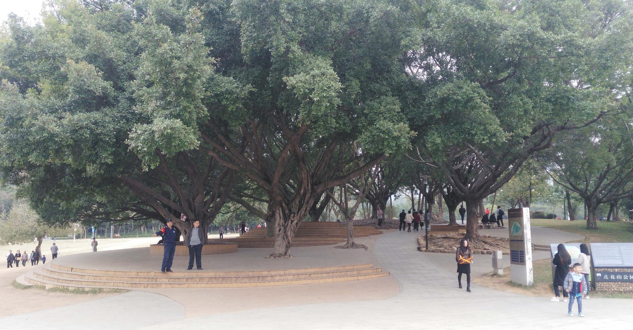 深圳莲花山公园里这些大树 引人注目 高清图集 新浪网