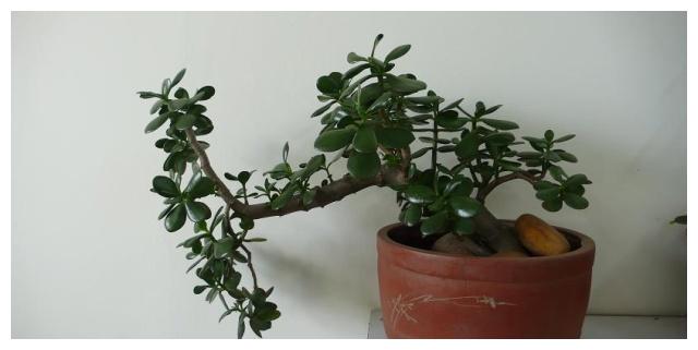 盆栽玉树的十点养护体会